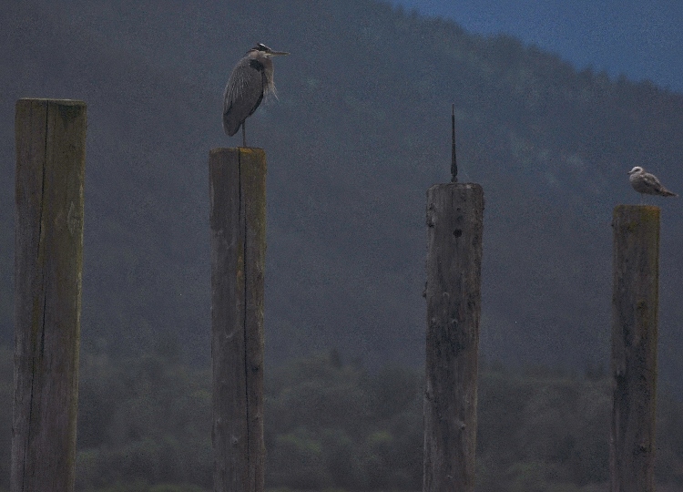 heron and seagull on posts